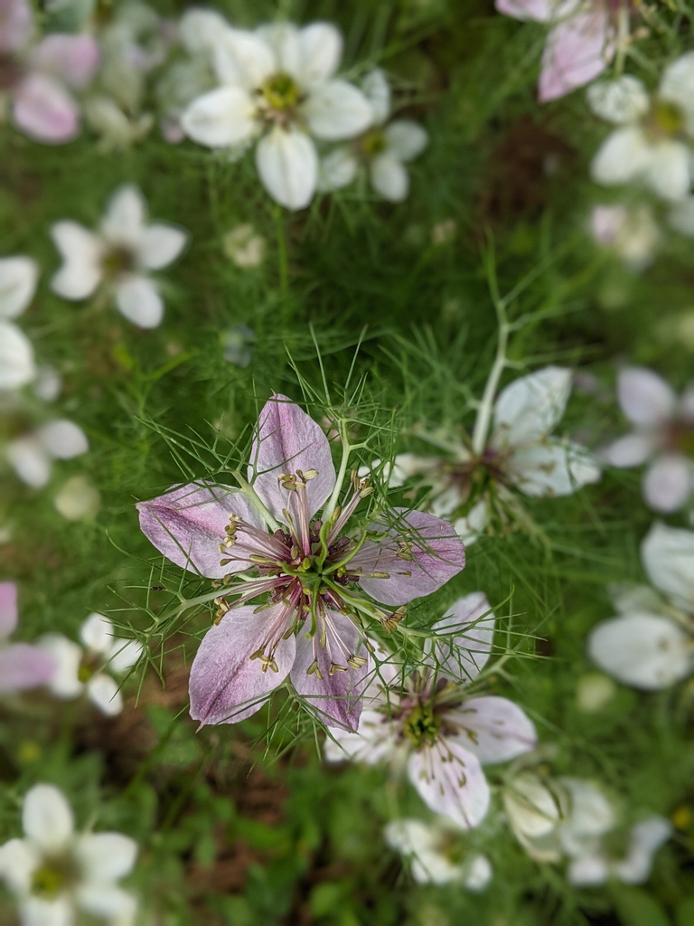 flowers may 2021