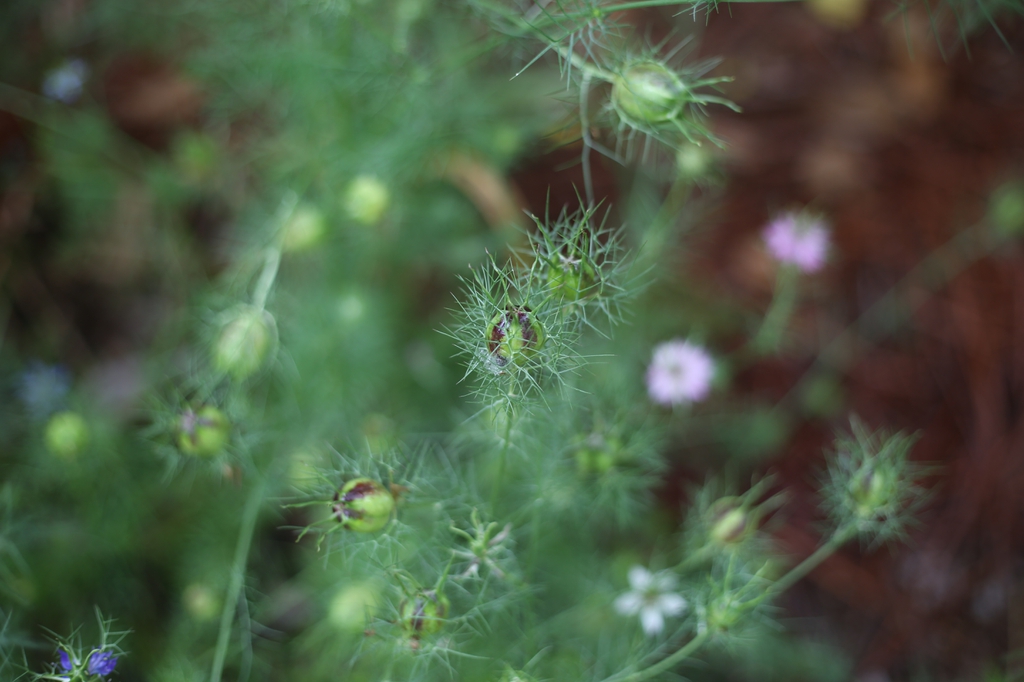 Nigella damascena