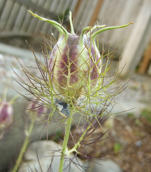nigella damascena