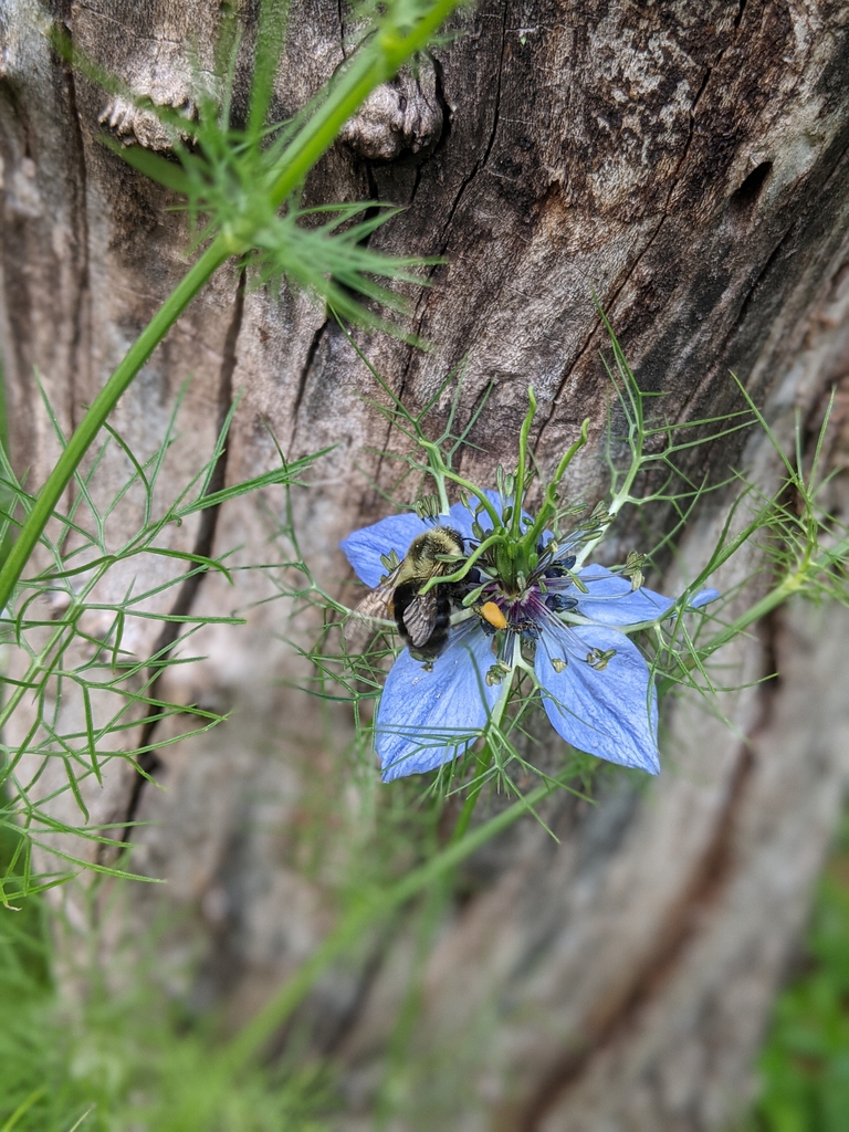 flower with bee