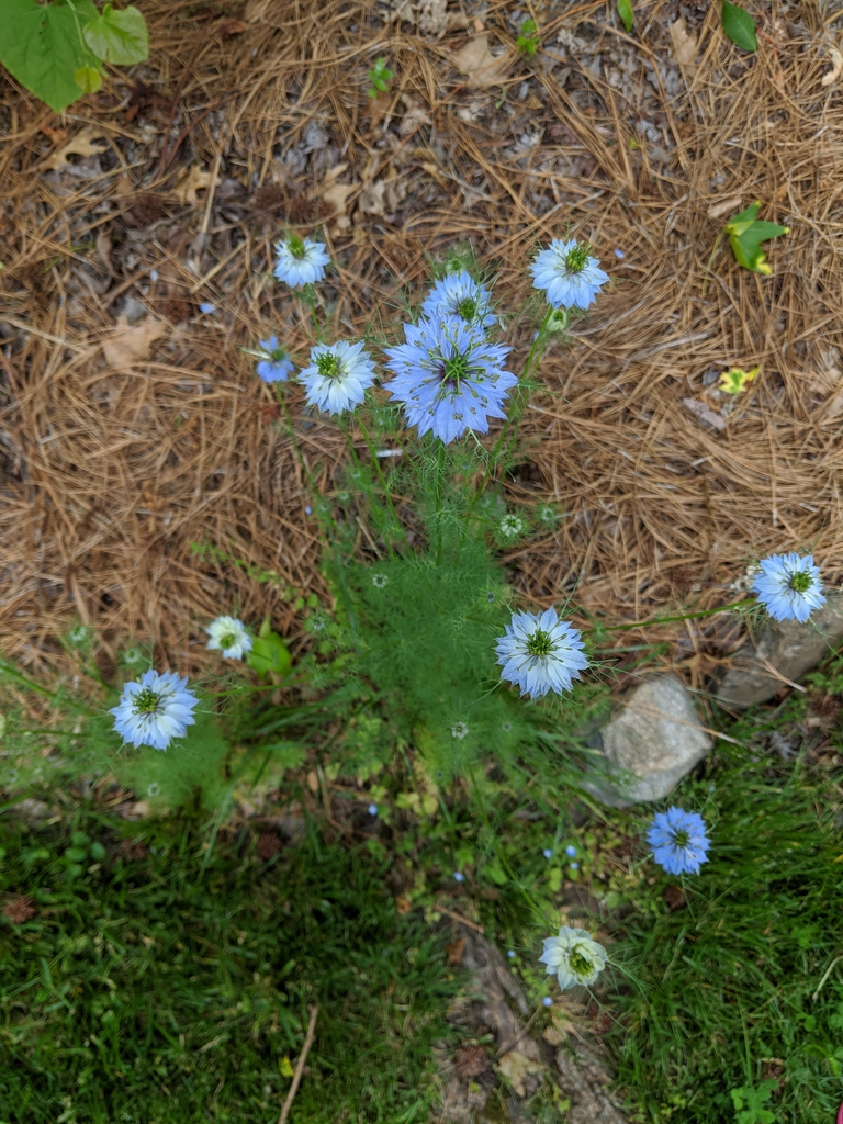 Nigella damascena