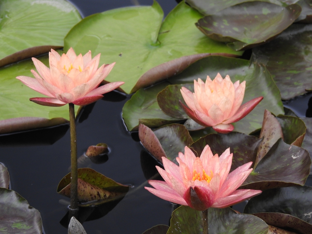 'Wanvisa' Peachy pink flowers