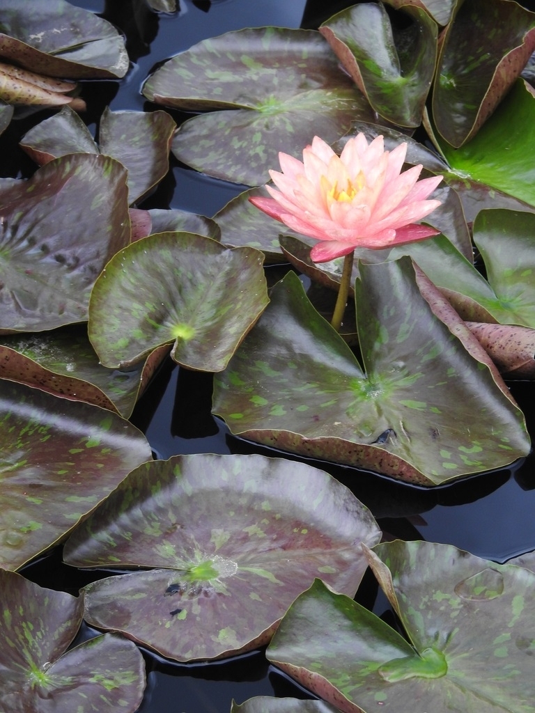 'Wanvisa' Peach flower with mottled leaves