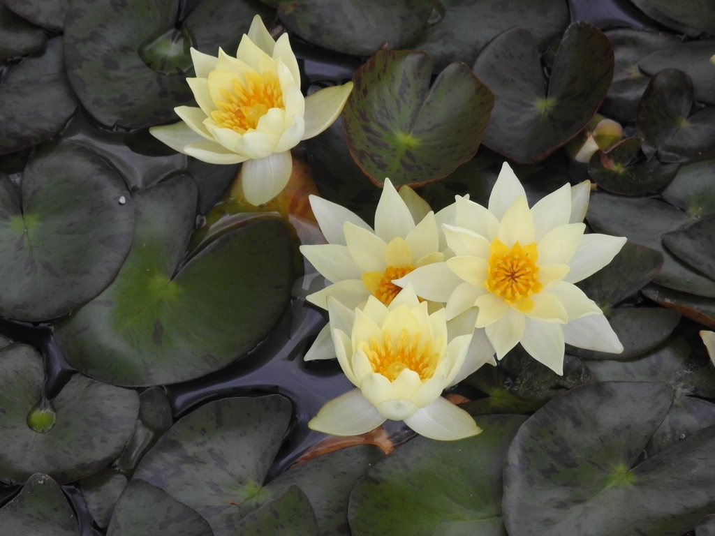 'Pygmaea Helvola' Yellow flowers and green leaves