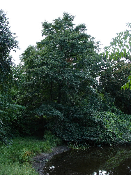 Whole tree with irregular ovoid crown.