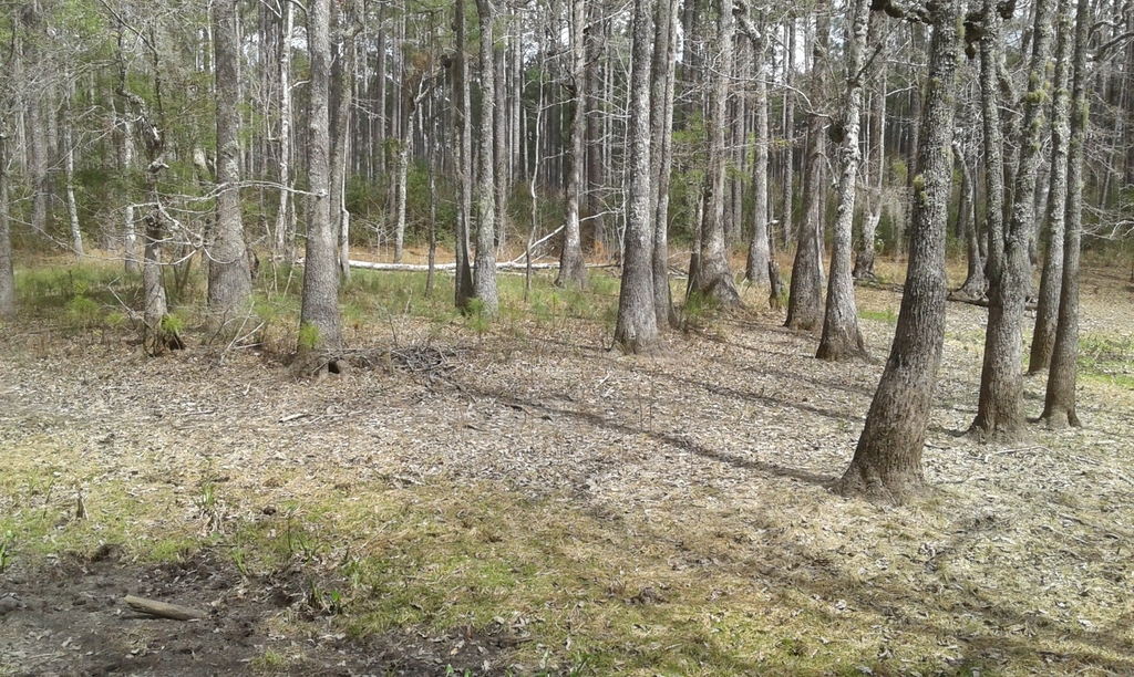 Stand of trees in a dry slough with swollen, flaring trunk bases