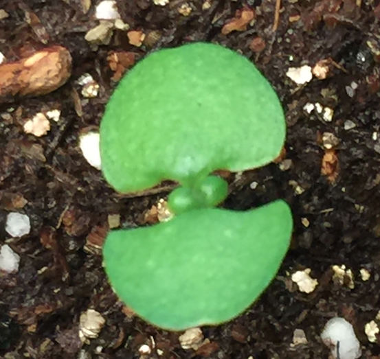 Seedling