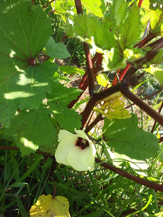 okra with burgandy stems in Cleveland County, NC in the summer