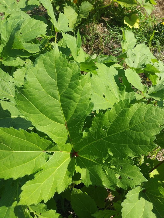 okra leaves in Cleveland County, NC in the summer