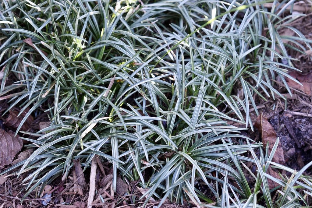 'Fuiri Gyoku' Form - Wake Co., NC