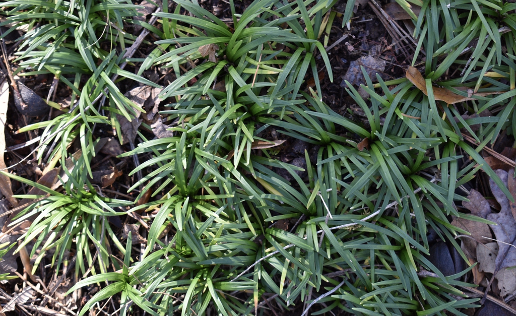 Ophiopogon japonicus