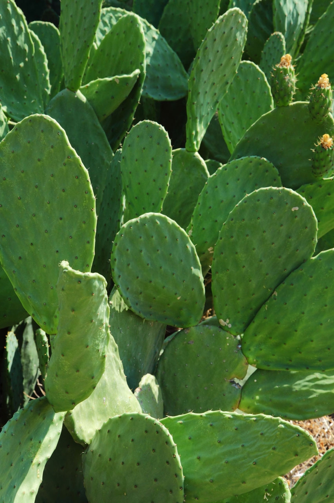 Form