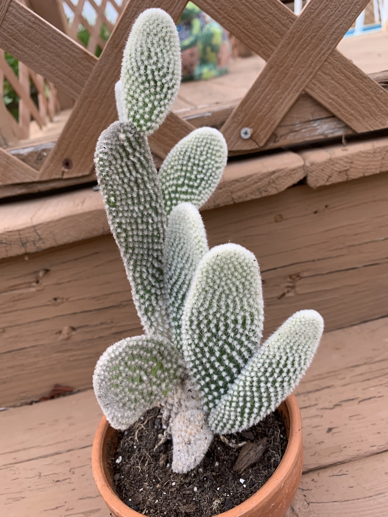 'Albata' plant
