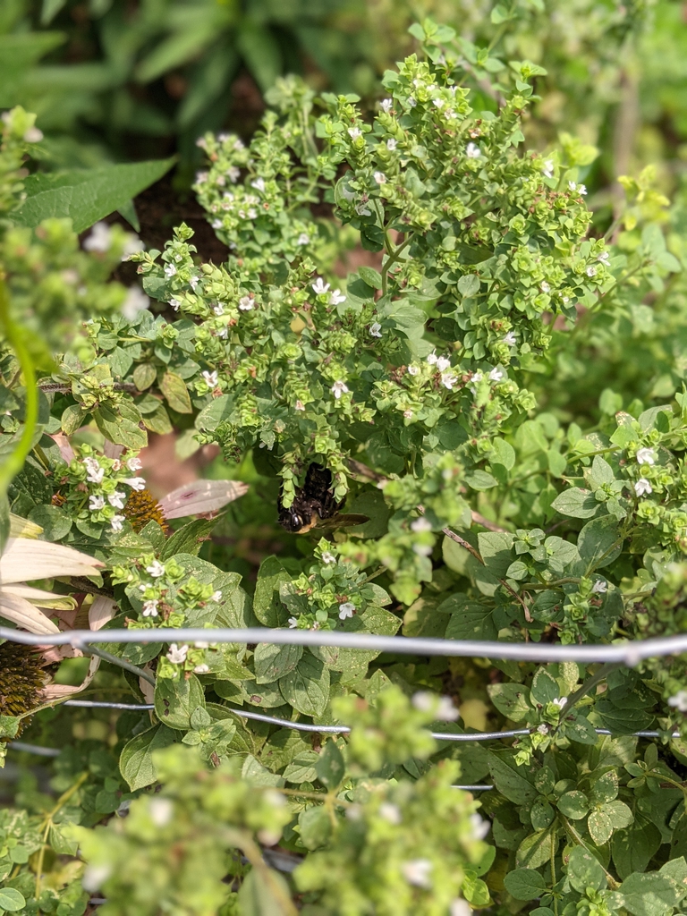 Foliage and tiny white flowers in clusters.