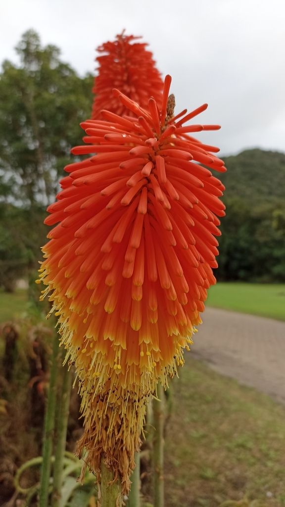 Flower closeup in May in Eden County, South Africa