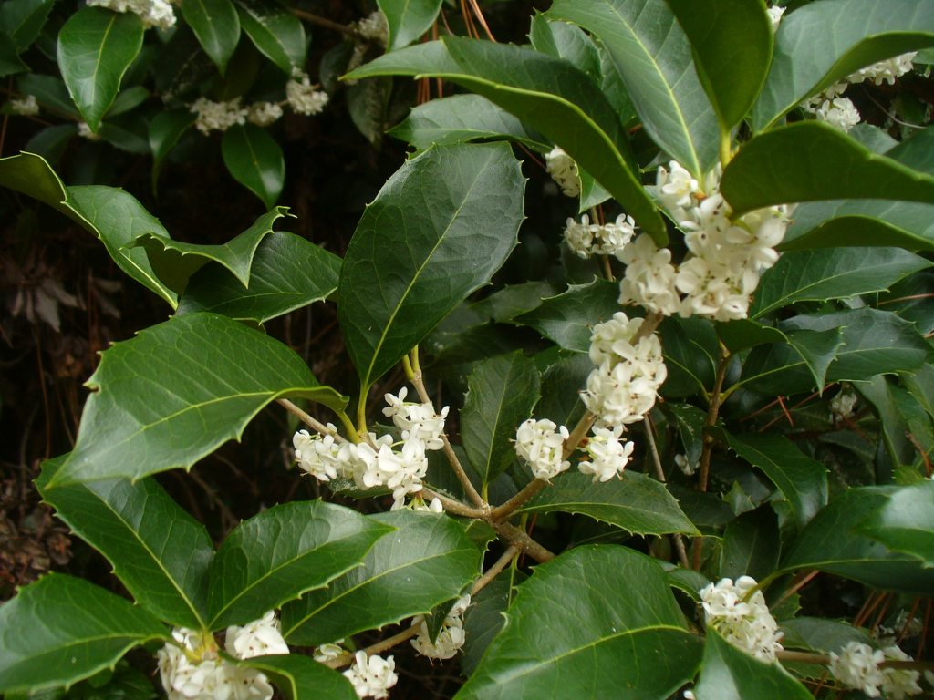 Osmanthus x fortunei in the fall in Moore County