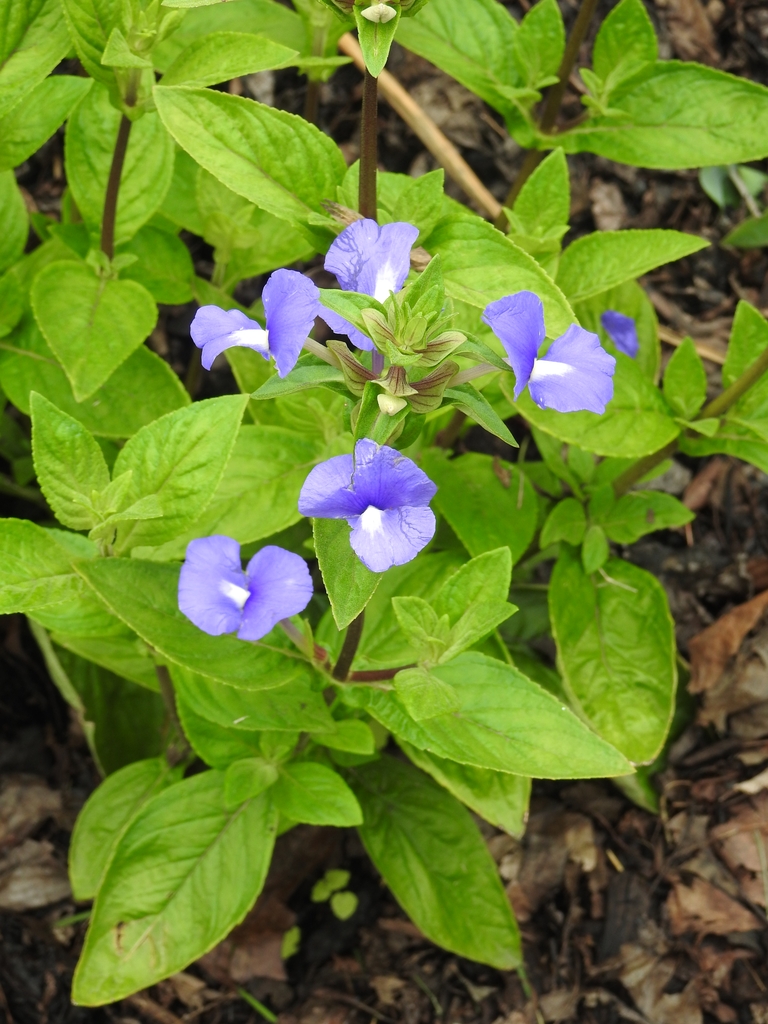 Flowers and Leaves