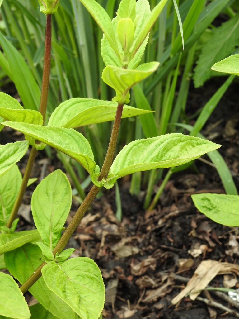 Stem and leaf arrangement