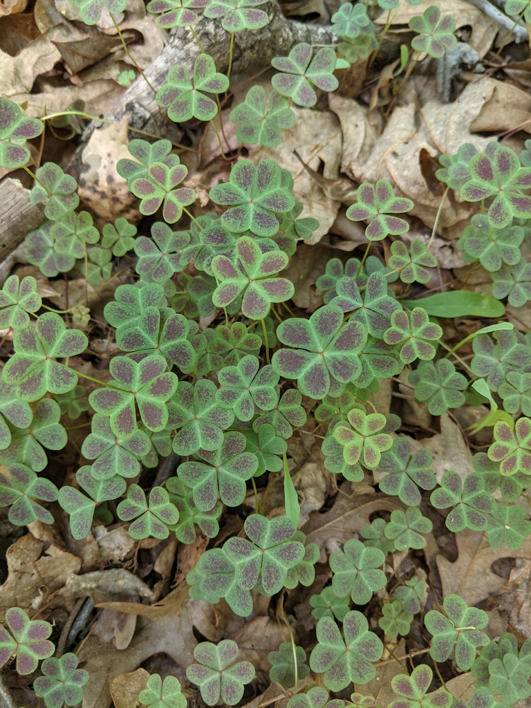 Mat of ternate leaves. Leaflets have a dark reddish blotch.