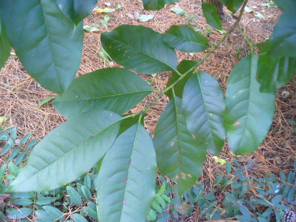 Oxydendrum arboreum's green leaves in the summer in Moore County