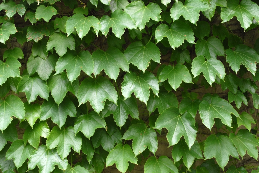 Climber growing on a wall.