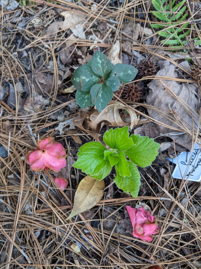 Old and New Growth on Young Division