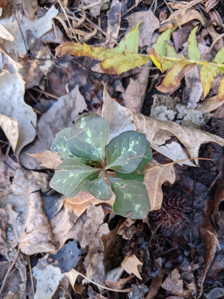 Pachysandra procumbens