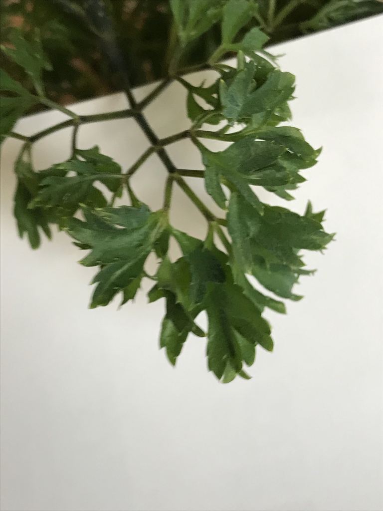 Leaf closeup