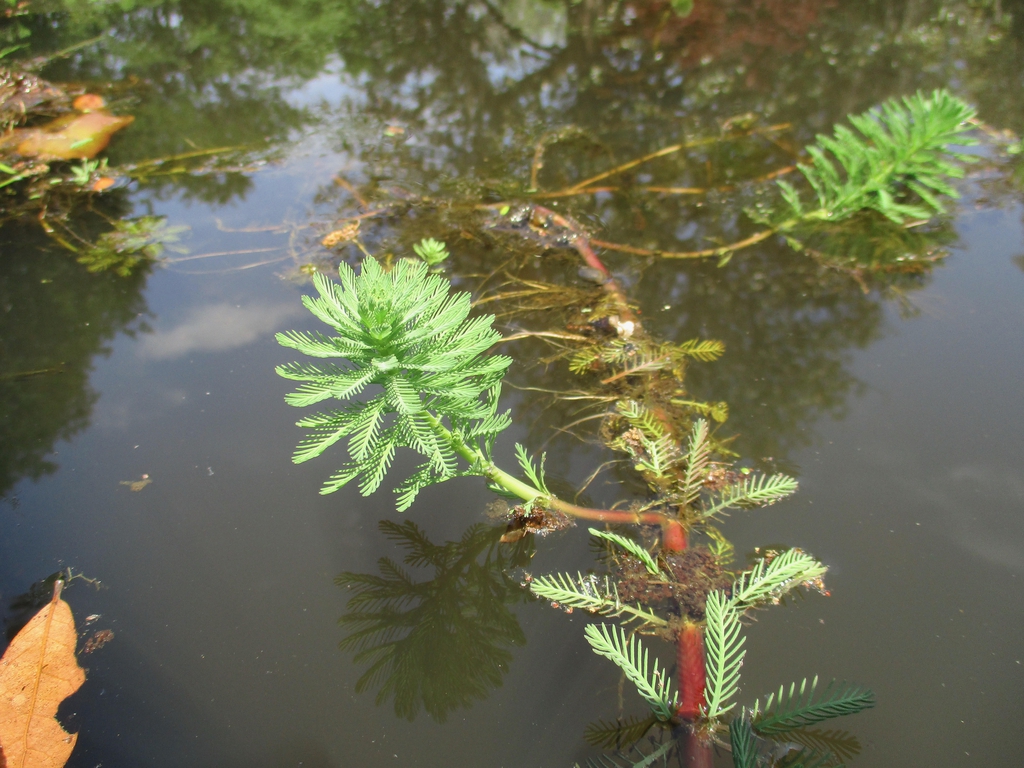 Stem and leaf