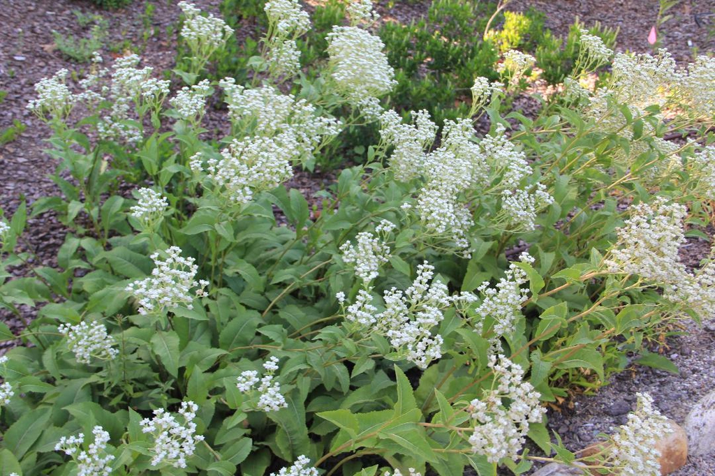 form in Moore County in summer