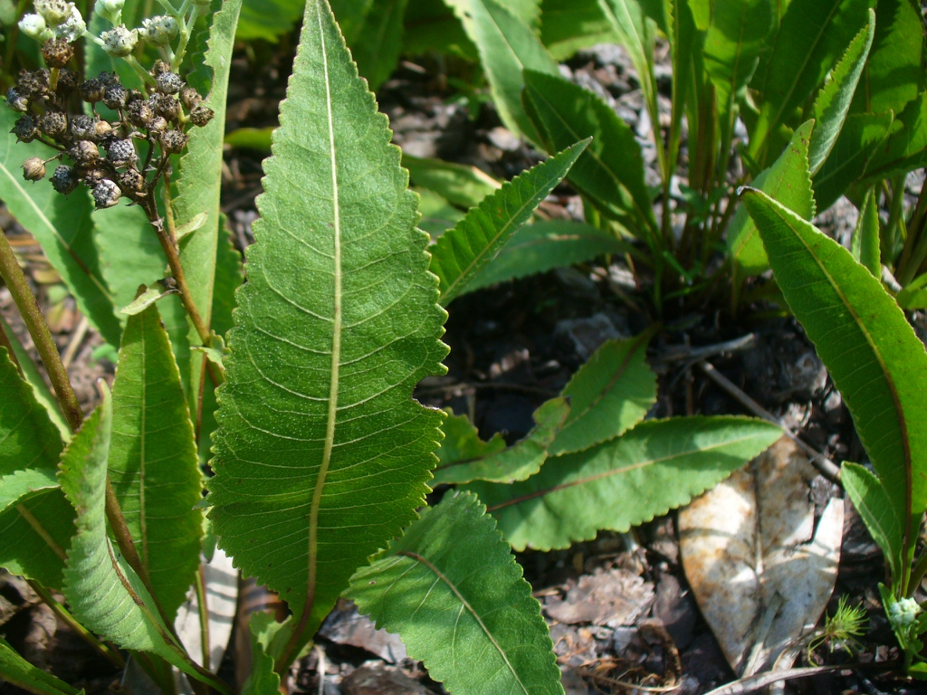 Close up of leaf in summer in Moore county