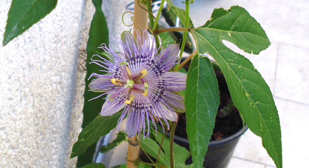 Close-up of single bluish-purple flower with spiky corona.
