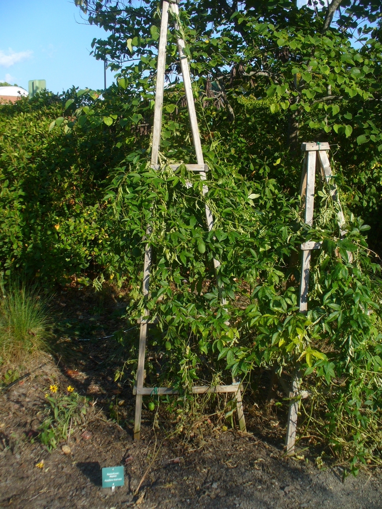 Vines climbing on obelisk trellises