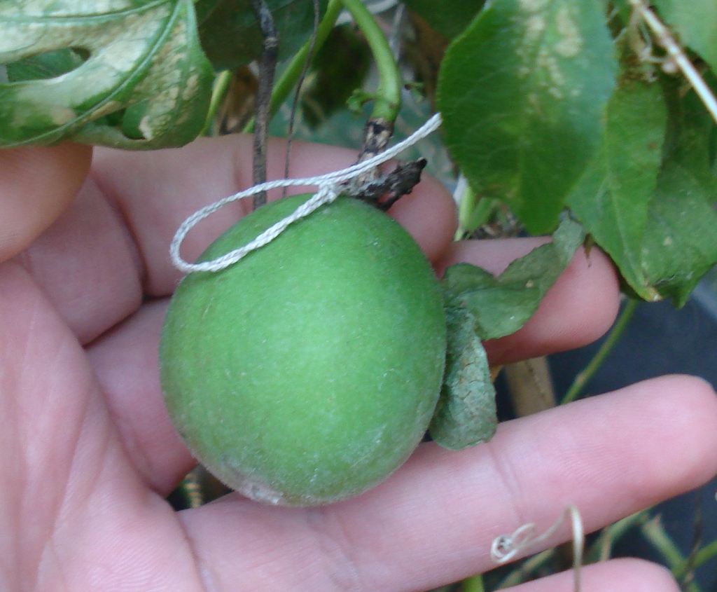 Hand cradling a round, golf-ball-sized fruit.