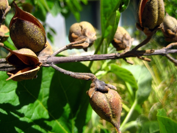 Ovoid capsules with long stylar beak. Dehiscence is loculicidal