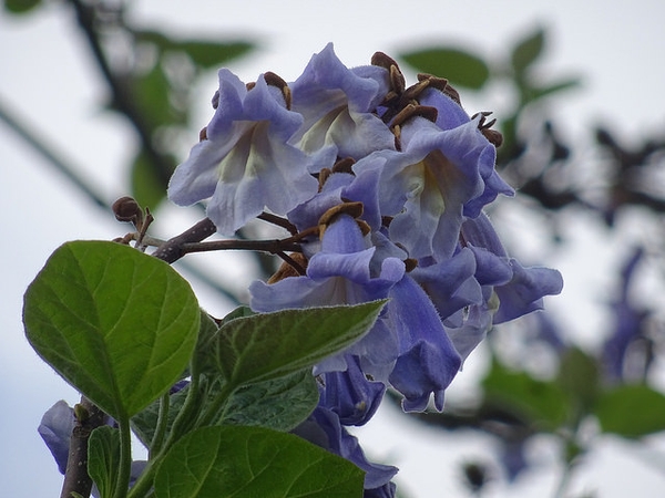 Tubular lavender flowers