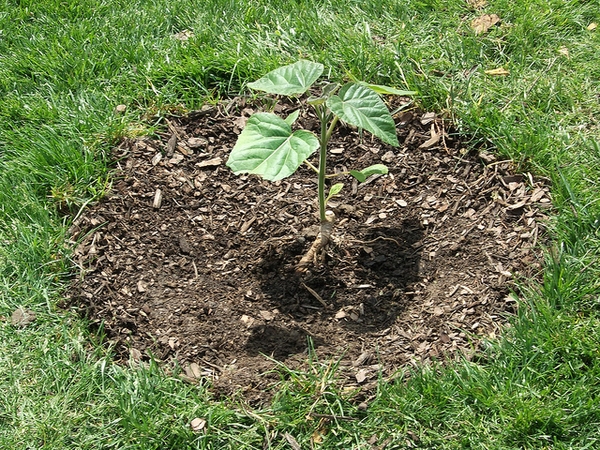 Small plant with erect stem and few, large, cordate leaves.