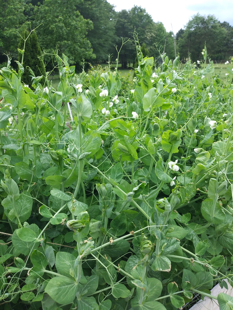 Pisum sativum