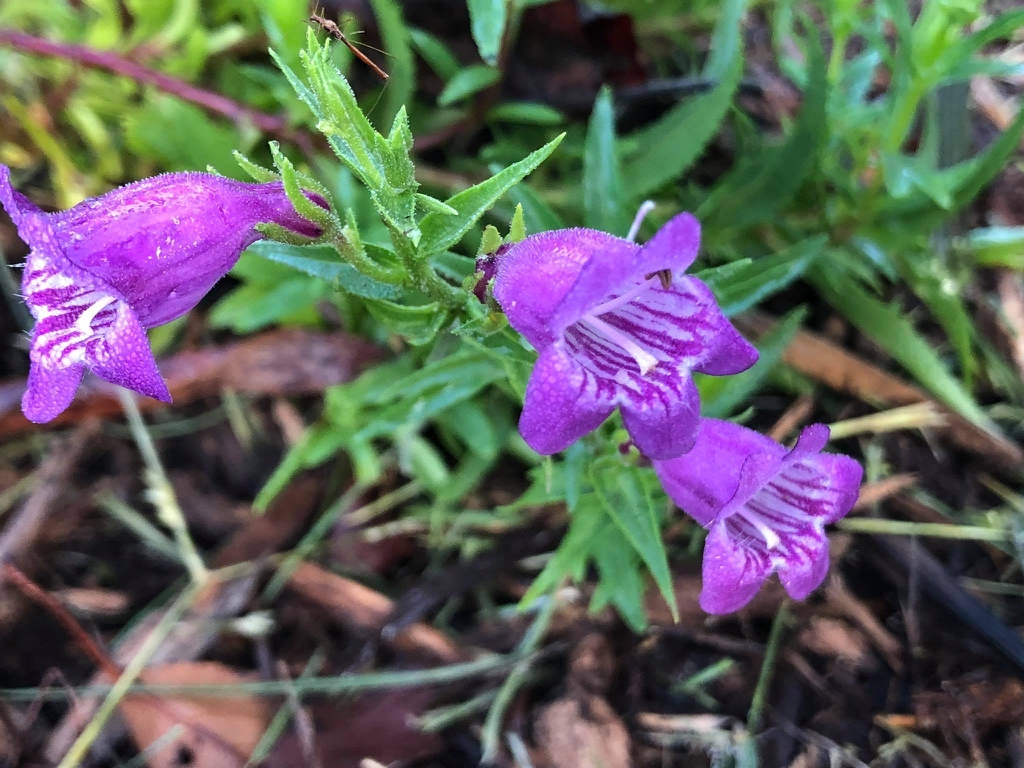 Penstemon