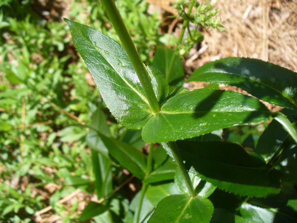 Leaves in spring in Moore County
