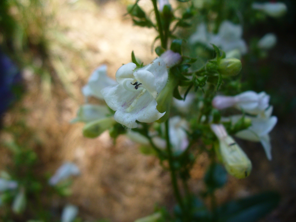 Blossom in spring in Moore County