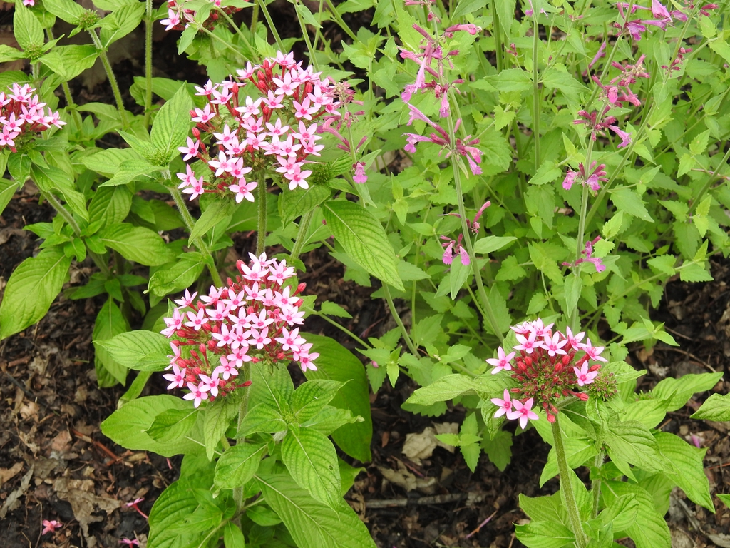 Pentas lanceolata 'Lonwood Pink' form
