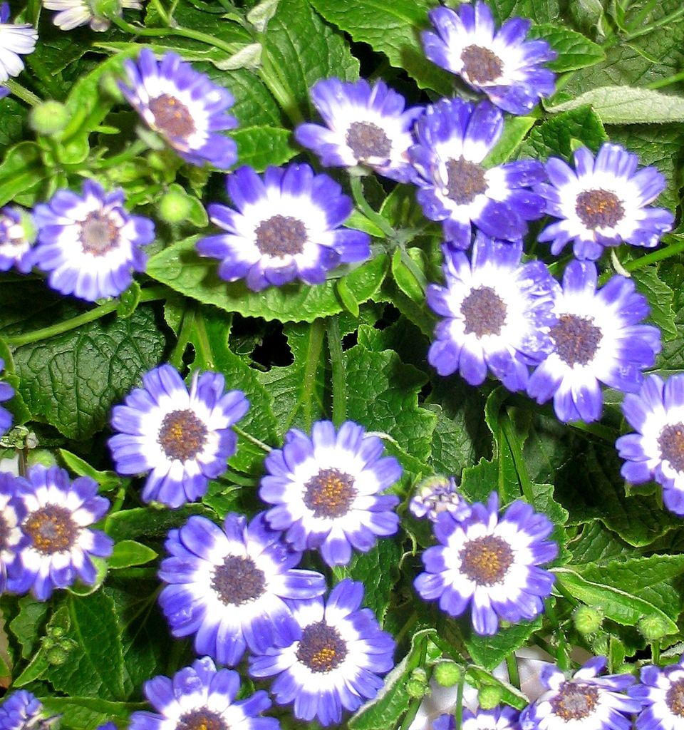 Flower and Leaves
