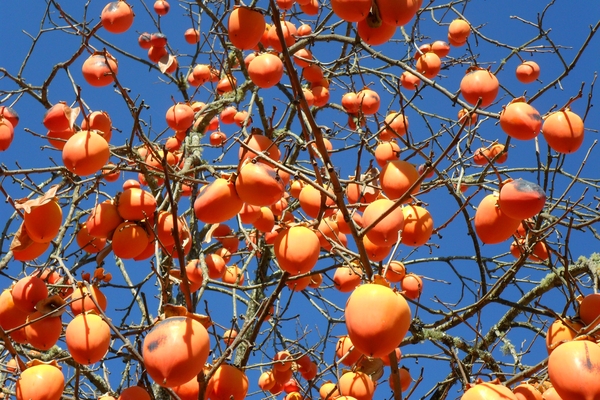fruit
