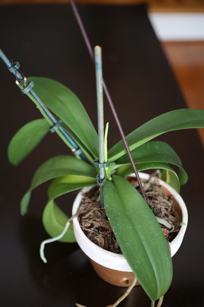 Flower  Stem