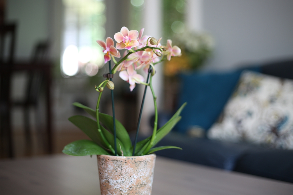 small Phalaenopsis plant with yellow flowers.