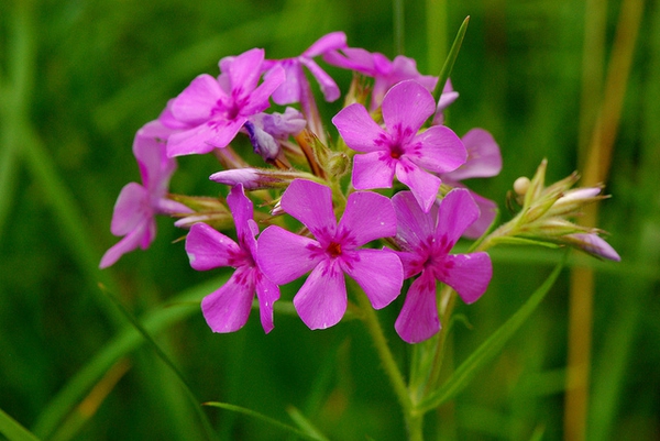 Phlox pilosa