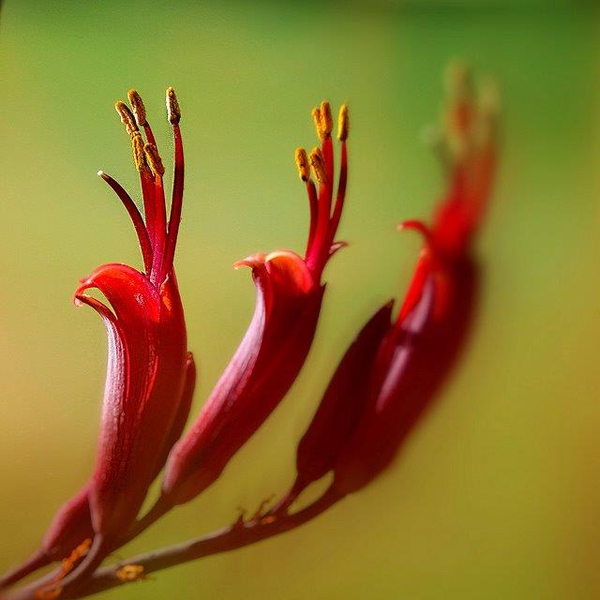 Phormium tenax