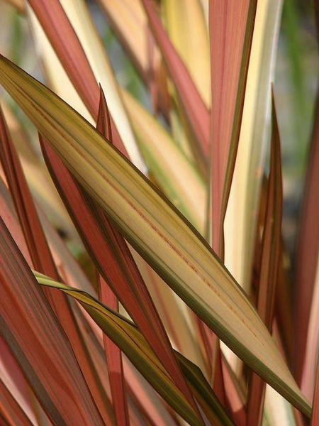 Phormium tenax