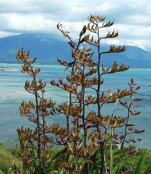 Phormium tenax